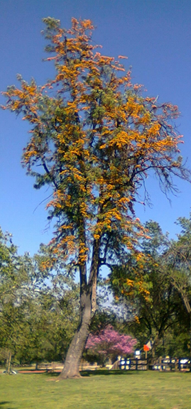 Grevillea Tree